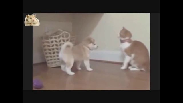 Самые прикольные и веселые собаки Сиба-ину 3. TOP Funniest Shiba Inu 3 Videos смотреть онлайн
