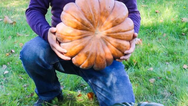 Тыква мускатная Медовая карусель. Полная карусель витаминов и каротина! смотреть онлайн