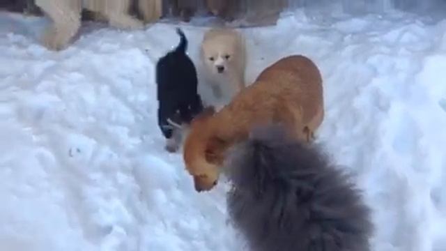 Отдам щенков в добрые руки! смотреть онлайн