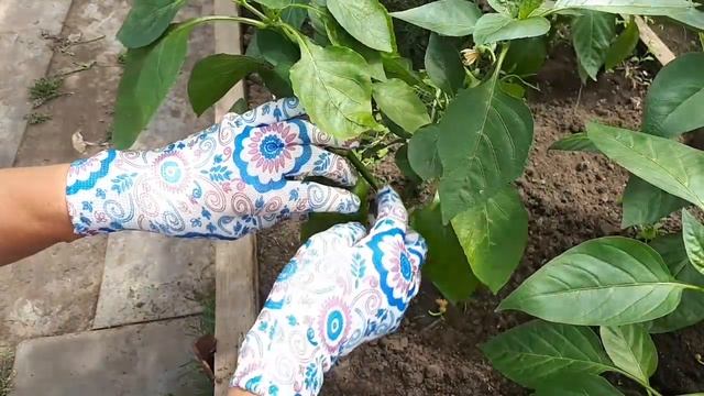 Перцы, пасынкование гибридов, практическое занятие. смотреть онлайн