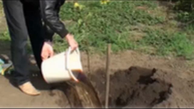 Как правильно нужно сажать яблоню весной смотреть онлайн