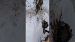 Индюки, первый забой # хозяйство #