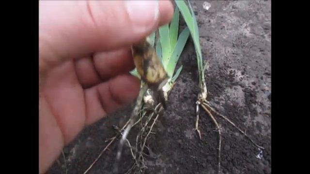 Почему я не высылаю карликовые ирисы сейчас, во время цветения. Ответ в видео. смотреть онлайн