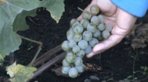 Саженцы винограда Сеянец Злобина Питомник Садоград