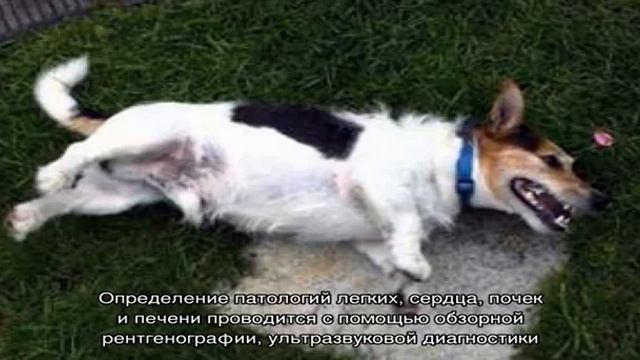 Судороги у собак смотреть онлайн