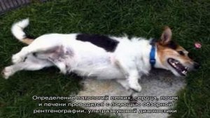 Судороги у собак