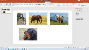 Как легко и быстро выровнять объекты Power Point