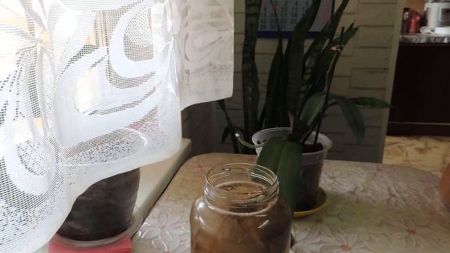 подкормка для комнатных растений смотреть онлайн