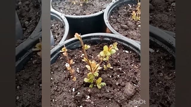 Спирея японская метельчатая. смотреть онлайн