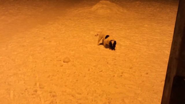 Моня вечером на прогулке и снежок смотреть онлайн