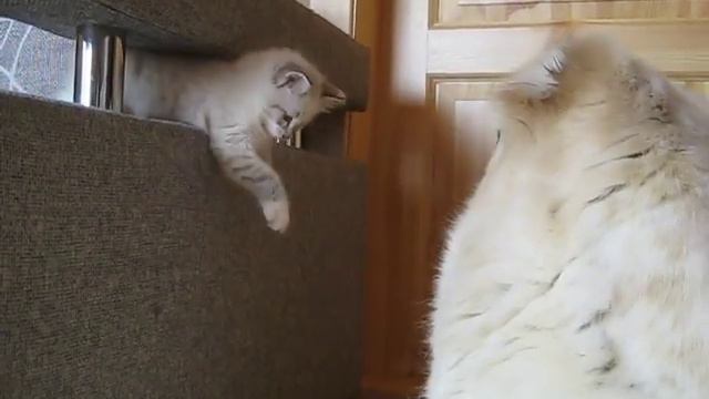 Собака и котенок. Давай дружить! смотреть онлайн