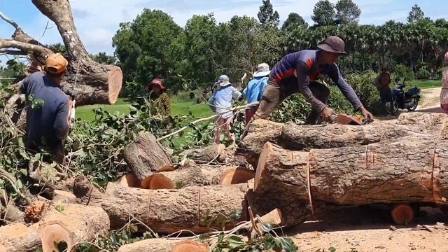 Big Java Plum Tree Cutting Wood Cutting Machine Stihl Chainsaw смотреть онлайн