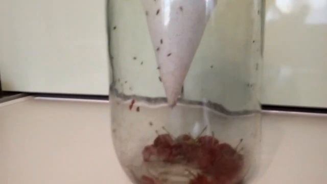 Избавление от тараканов и мышей в доме