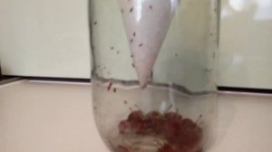 Как быстро избавиться от плодовых мушек дрозофил.