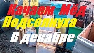 Качаем мёд подсолнуха в декабре.Получаем крем мёд. смотреть онлайн