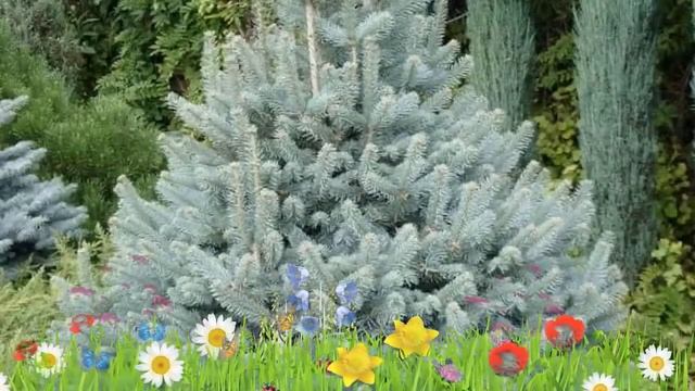 Пихта субальпийская Компакта ? Обзор: посадка и уход. саженцы пихты Компакта: описание и особенност смотреть онлайн