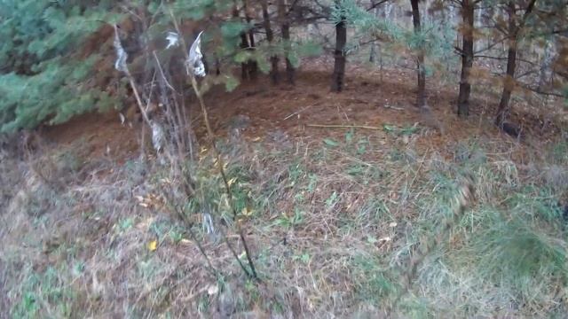 МАСЛЯТА в ноябре. Бонус БЕЛЫЕ ГРИБЫ. смотреть онлайн