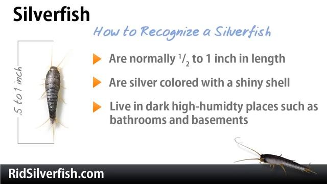 Silverfish vs Firebrats - How to Tell the Difference смотреть онлайн