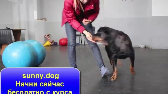 Разминка для стареющей собаки. Дог фитнес смотреть онлайн