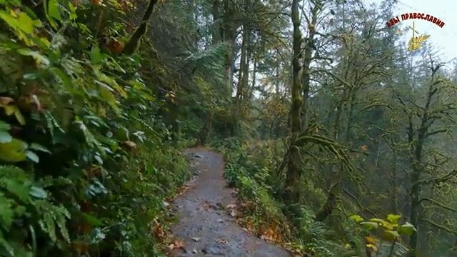 Новая тактика бесов! - Николай Сербский смотреть онлайн