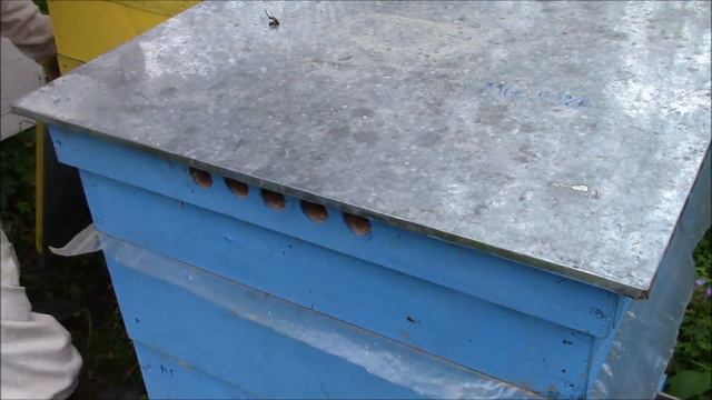 Главный медосбор, потоп