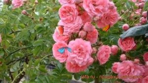 Роза плетистая Франсуа Юренвиль ? обзор: как сажать, саженцы розы Франсуа Юренвиль