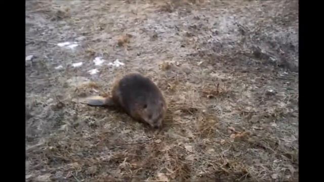 Хотели поймать бобра. Ржач смотреть до конца!))))) смотреть онлайн