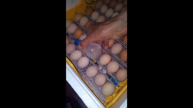 Закладка яиц в инкубатор