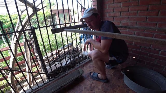 ШОК ОТ УВИДЕННОГО/ ИСПАНСКАЯ ГОЛОШЕЙНАЯ ПОРОДА смотреть онлайн