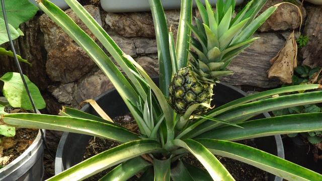 The Joy Of Growing Pineapples - How To Grow Pineapple Plants In Containers