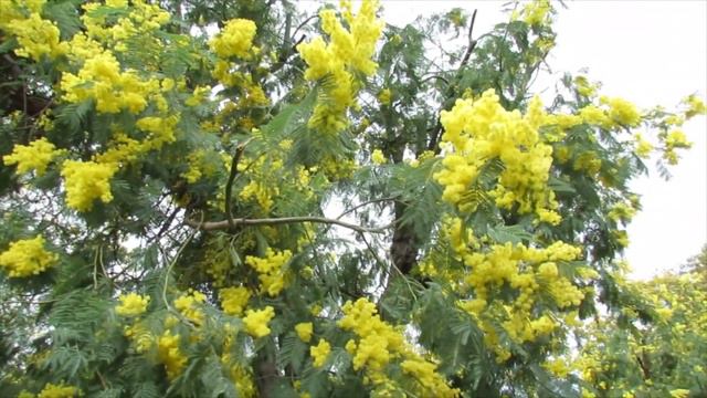 Le mimosa, Le Massif de La Croix des Gardes Cannes fevrier 2017 смотреть онлайн