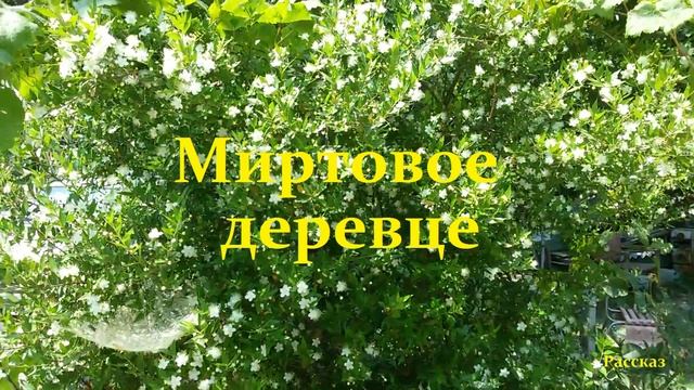 Миртовое деревце.. (рассказ)