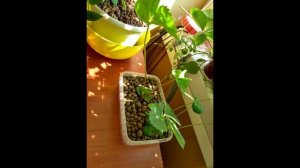 Развитие уса клубники на плавающем слое керамзита