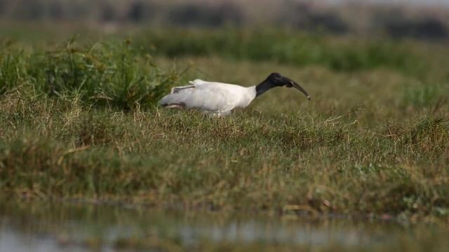 Black headed Ibis with snake kill... смотреть онлайн