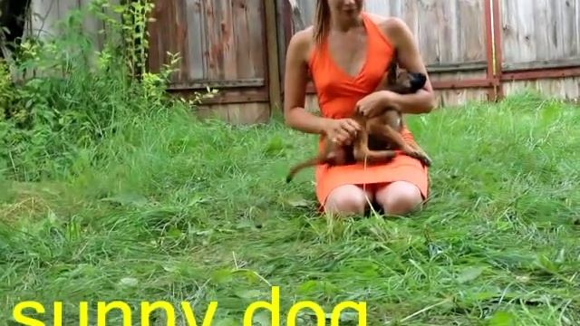 3 самых лучших способов быстро приучить щенка к туалету дома на пеленку смотреть онлайн