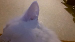 Знакомство с кошкой Снежкой