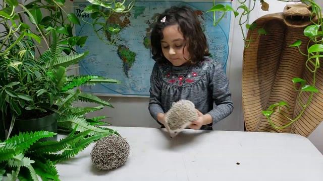 Episode 5 : 1 minute with Hedgehogs! смотреть онлайн