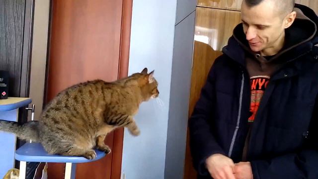 Кот дает лапу хозяину. Вежливый кот. Кот Жулик. смотреть онлайн