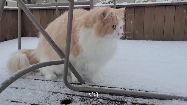 태어나서 처음으로 고양이들이 눈을 밟았어요! смотреть онлайн