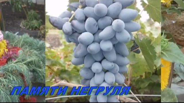 МОЙ ВИНОГРАД 2013 смотреть онлайн