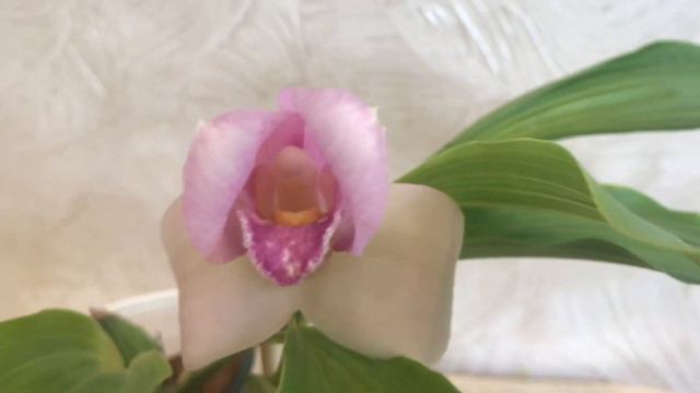 Что такое счастье орхомана? смотреть онлайн