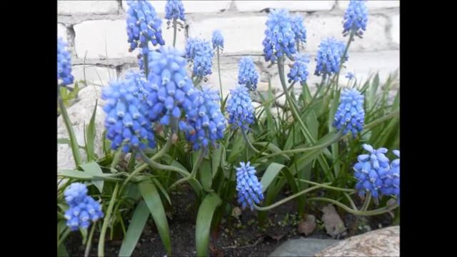 Крокусы, сциллы, мускари,рябчики,птицемлечник смотреть онлайн