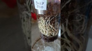 Полив антуриумов