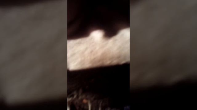 Ланцер 9 датчик детонации двигателя ее причины и неисправности смотреть онлайн