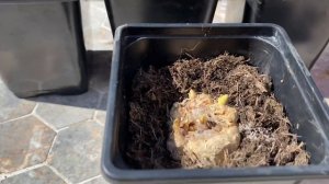 Каллы Цветные. Посадка. Проращивание. Все секреты.