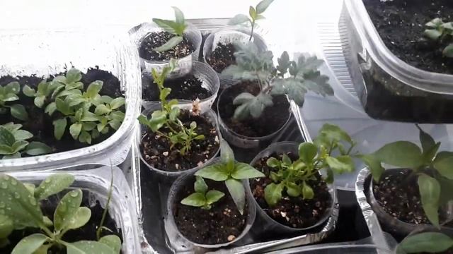 БАКОПА! Отвечаю на вопросы! Обзор рассады и черенков! Готовим рассаду к пересадке! смотреть онлайн