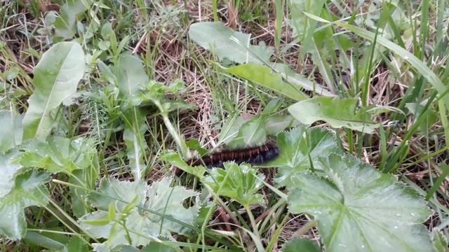 Гусеница чёрная в саду смотреть онлайн
