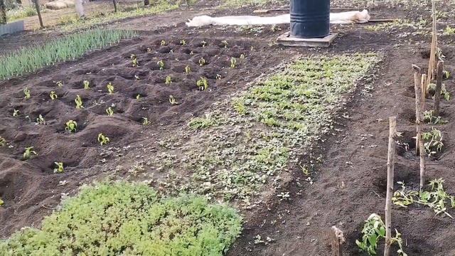 Наш огород. ПЕКУ ТОРТ. Наши будни ?❤️ смотреть онлайн