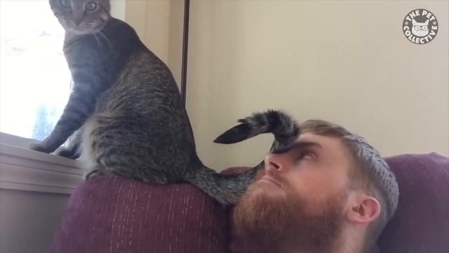 Пассивно-агрессивный кот