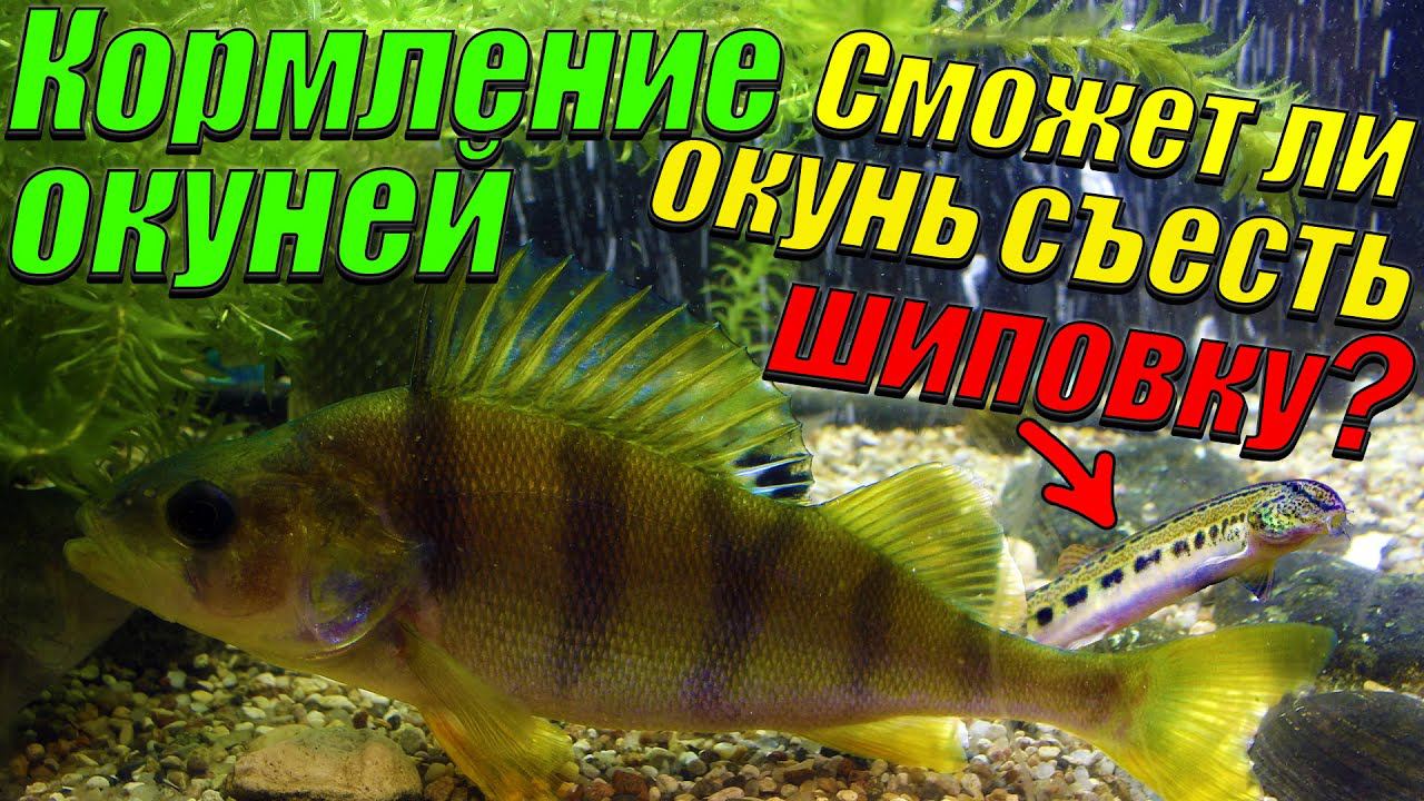 Реакция окуней на шиповку и ротанов. [Кормление окуней рыбками из речки] смотреть онлайн